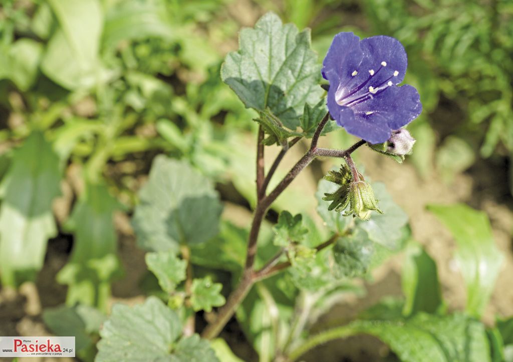 facelia-dzwonkowata_(1)
