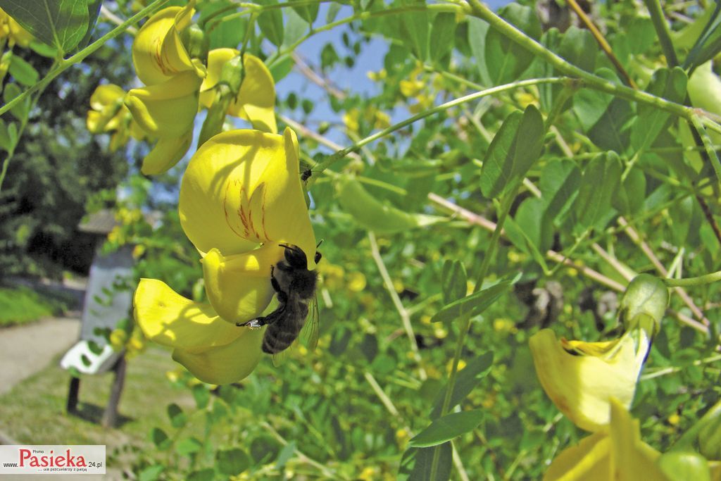 moszenki-poludniowe-(17)