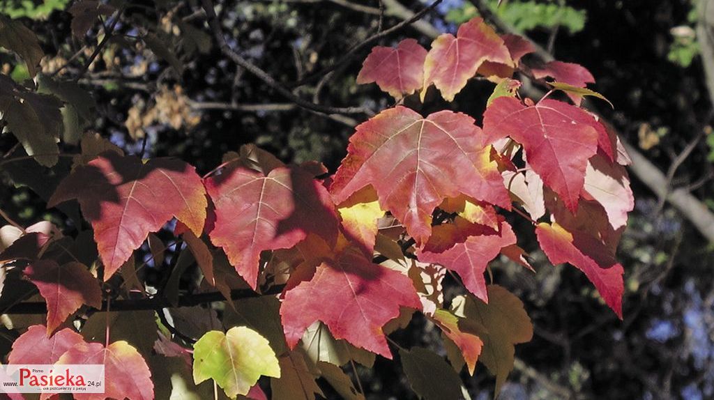 Klon-czerwony_fot.-Barbara-%c5%81otocka--(1)