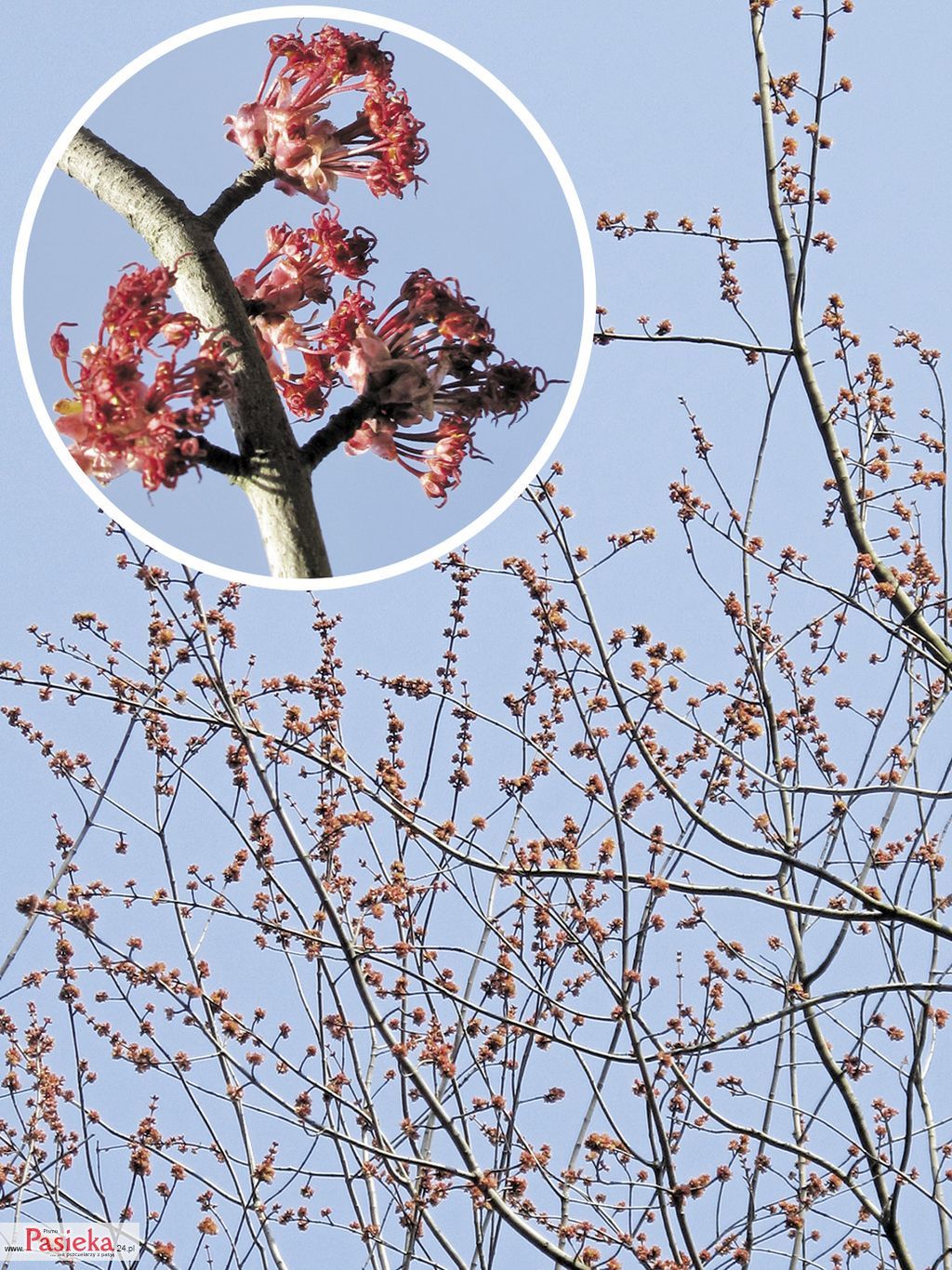 Klon czerwony, okaz żeński