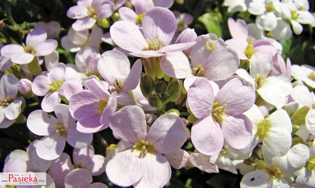 Gęsiówka kaukaska.