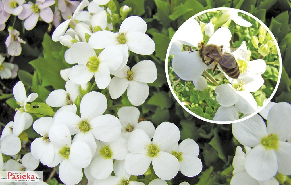 Gęsiówka kaukaska.