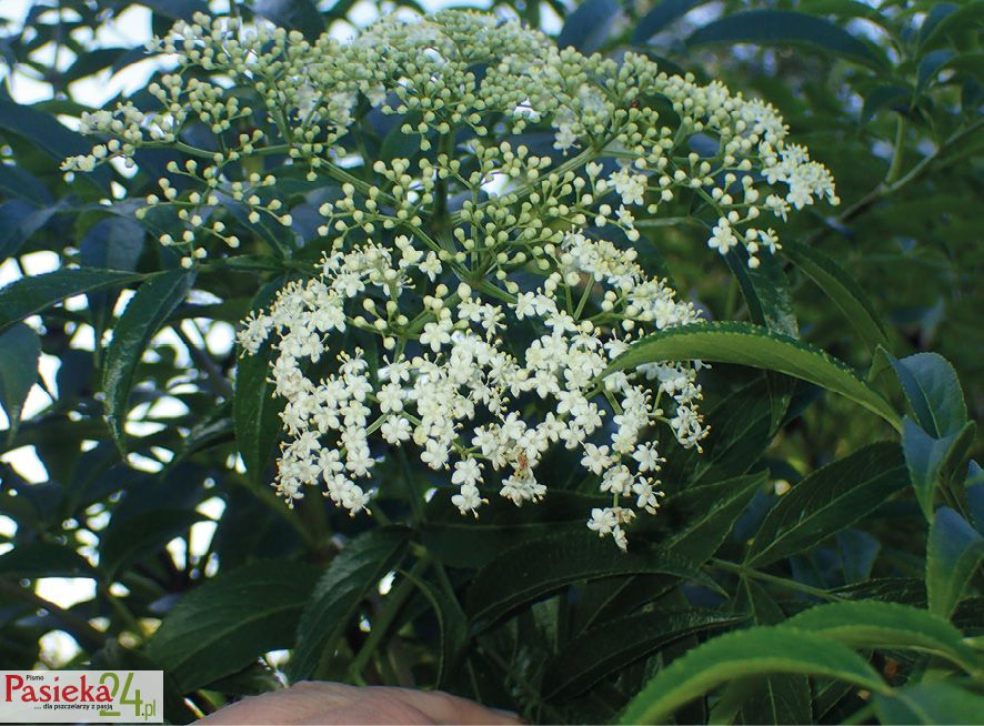 Fot. 2. Bez florydzki.