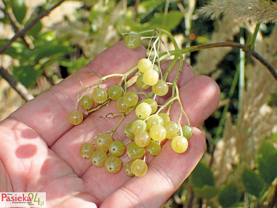 Fot. 6. Bez czarny – owoce.