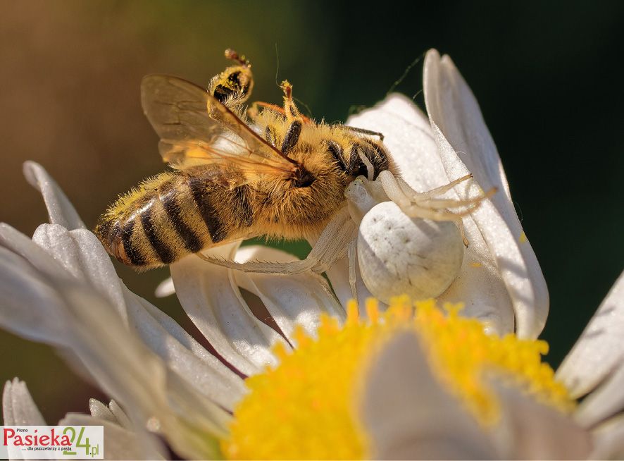 Fot. 2. Pająk atakujący pszczołę.