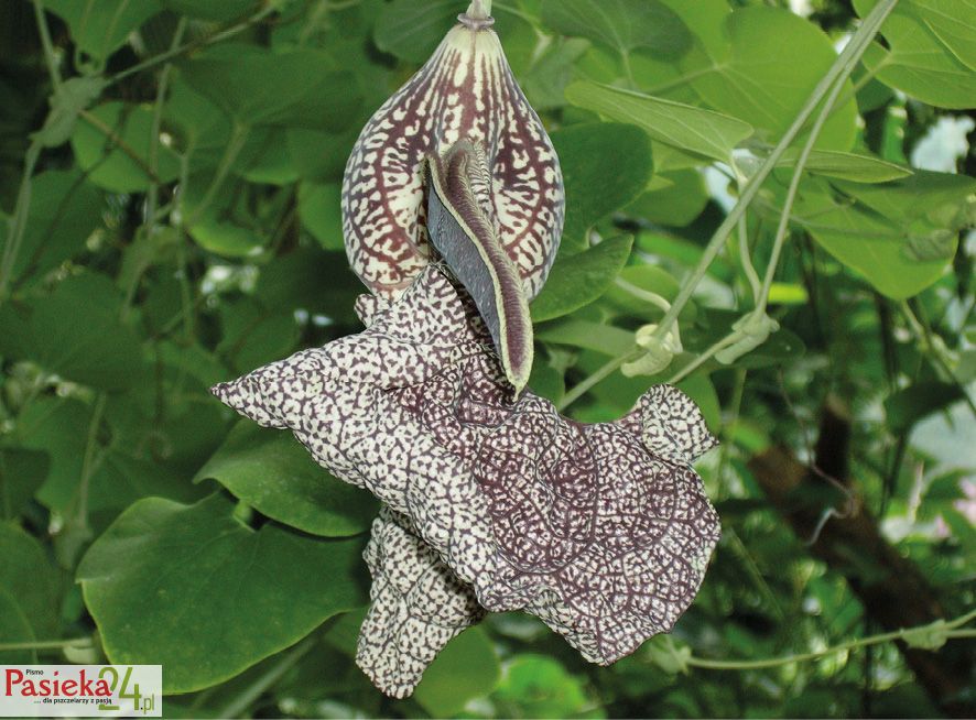 Fot. 4. Kwiat pułapkowy kokornaka.
