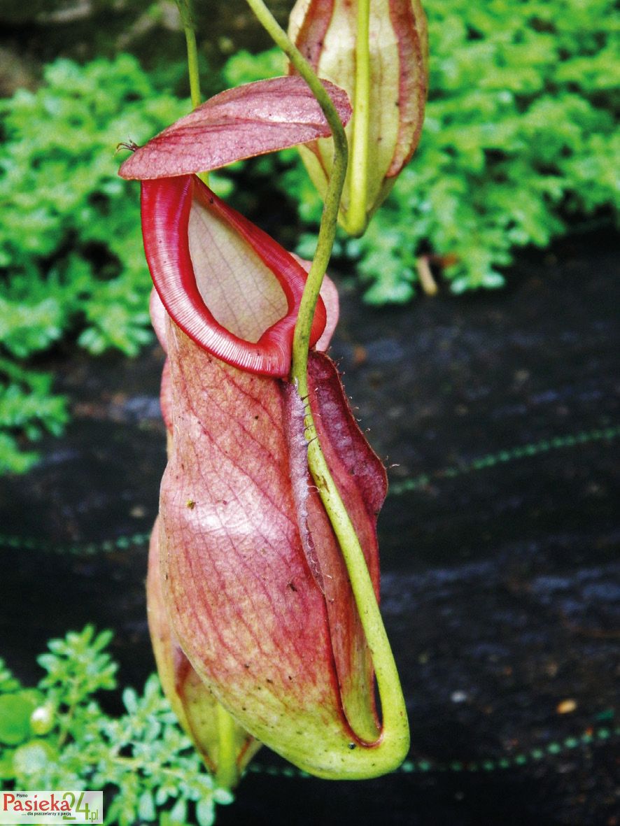 Fot. 6. Liście pułapkowe dzbanecznika.