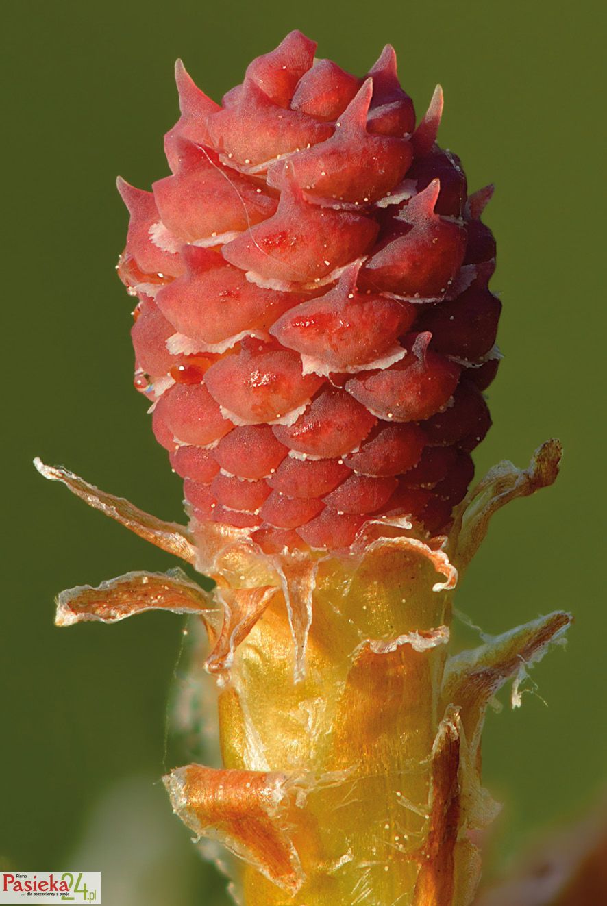 Fot. 8. Kwiat żeński sosny.