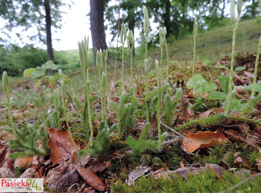 Fot. 11. Widłak goździsty z kłosami zarodnionośnymi. Zarodniki widłaków były dawniej używane do efektów pirotechnicznych i zasypywania lekarstw.