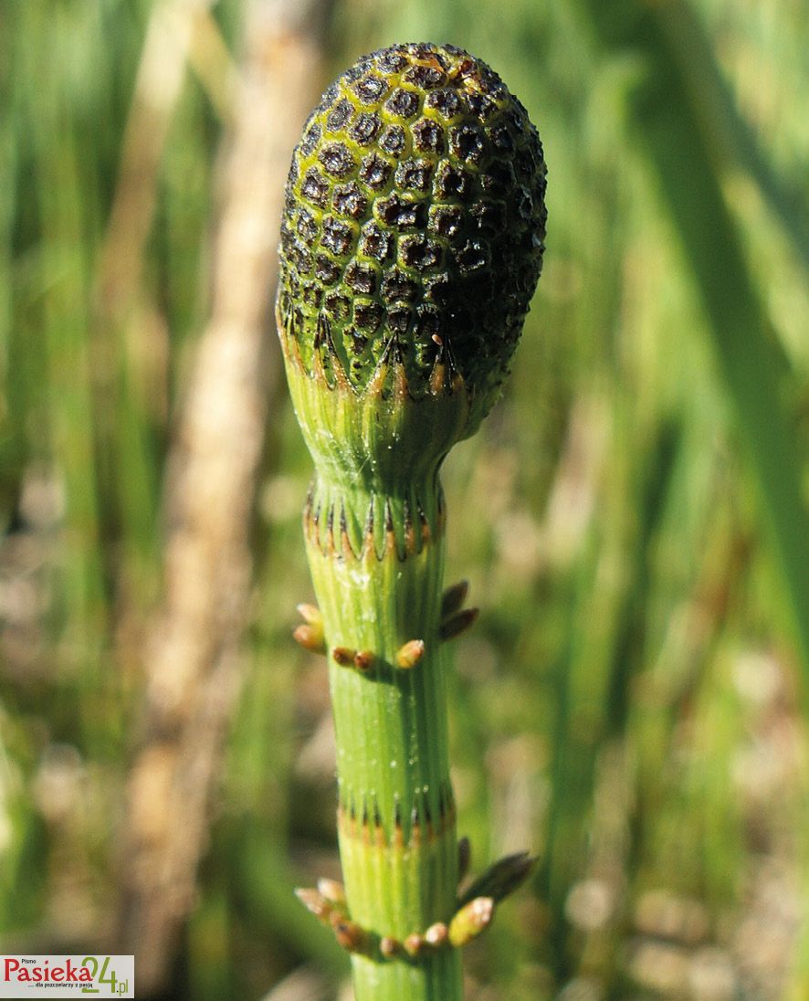 Fot. 13. Ryc. Kłos zarodnionośny skrzypu bagiennego.