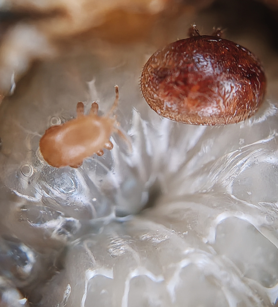 Tropilaelaps na larwie pszczoły miodnej