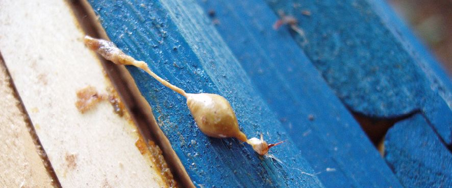 Fot. 6. Aparat żądłowy robotnicy z wyciągniętym przewodem pokarmowym.