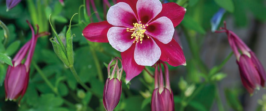 Red and white Origami columbine flower (aquilegia)