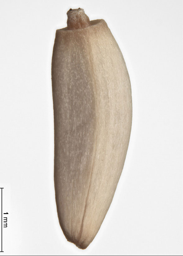 Cirsium rivulare. Owoc. Okaz w zbiorze porównawczym karpologicznym Instytutu Botaniki im. W. Szafera PAN w Krakowie.