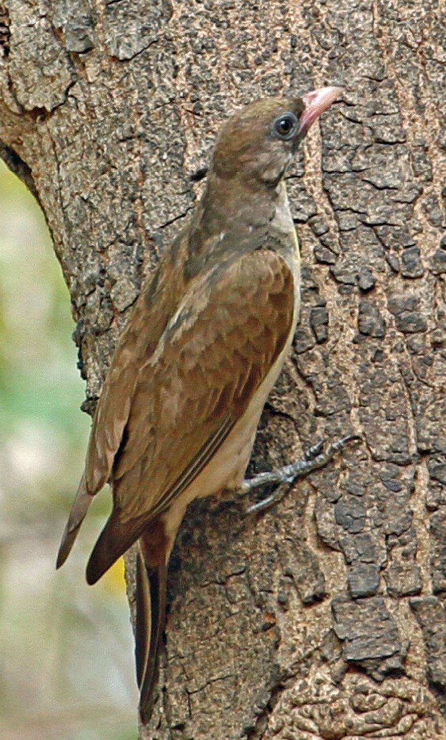 Fot. 3. Miodowód duży.