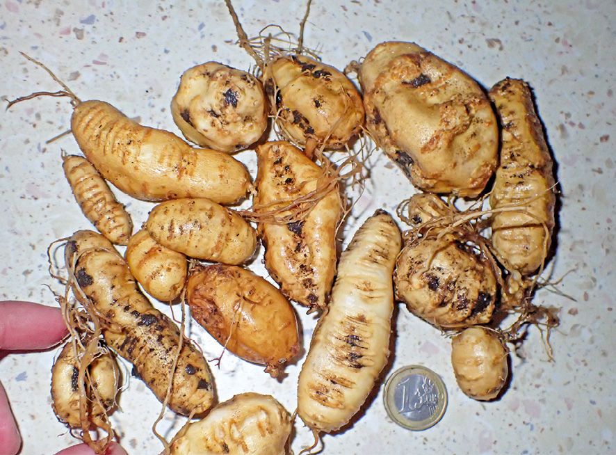 Fot. 2. Bulwy, podobne do ziemniaków.