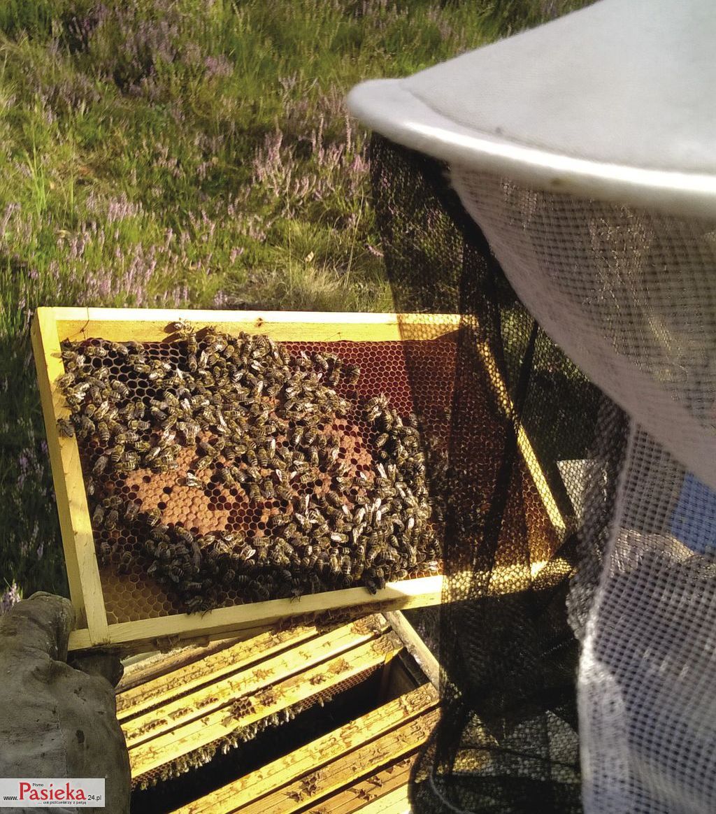 2_-_Martyna_Szydlowska