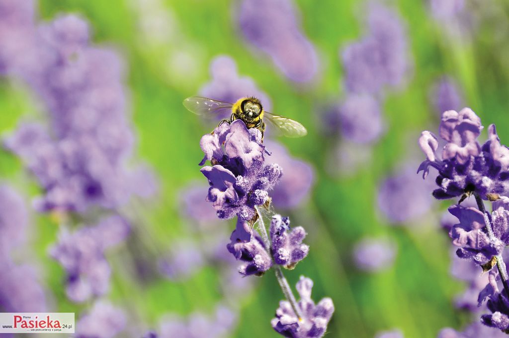 DSC_5363_-_Katarzyna_Judycka