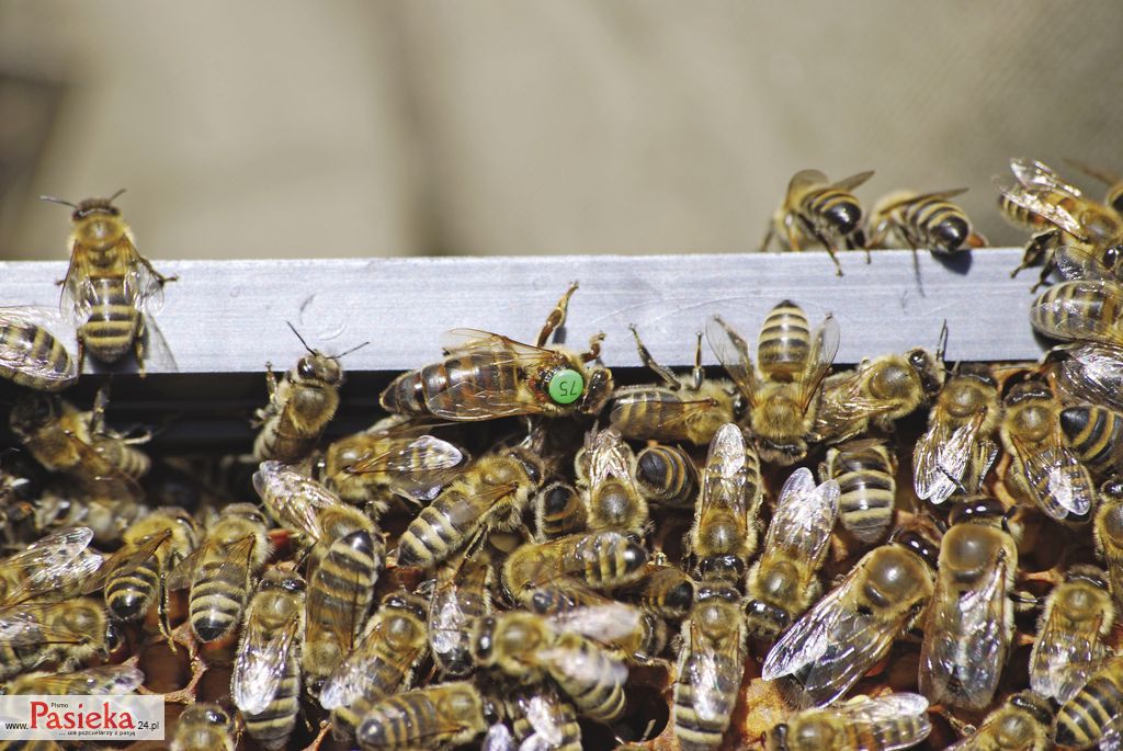 matka_20090614_DSC_0316_RD