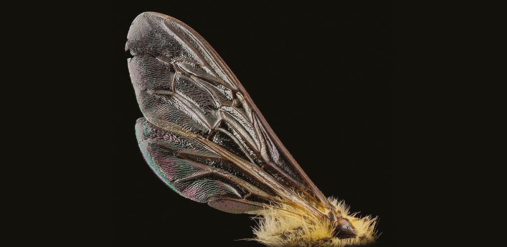 Skrzydło pszczoly miodnej