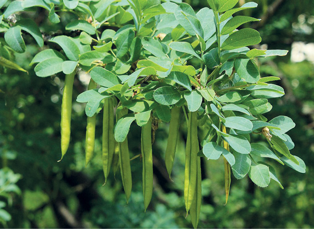 K2000 - Jak prowadzic ekoogród