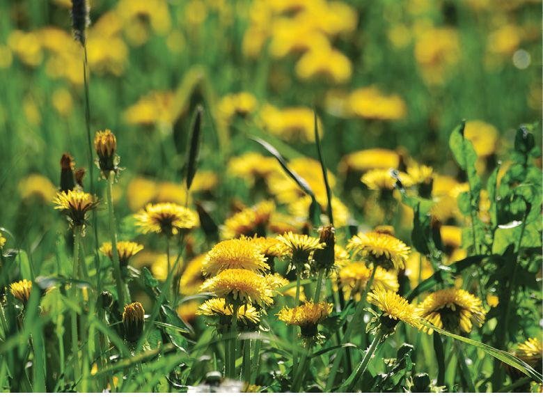 K2000 - Jak prowadzic ekoogród