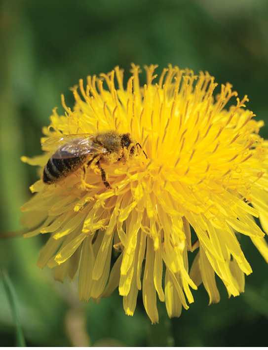 K2000 - Jak prowadzic ekoogród