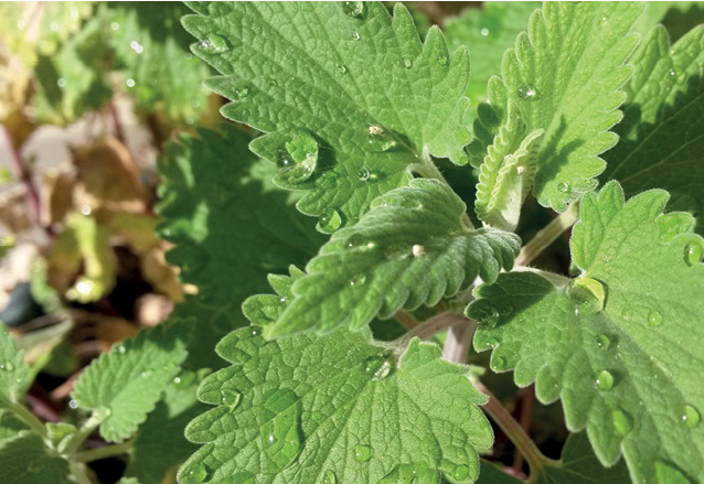 K2000 - Jak prowadzic ekoogród