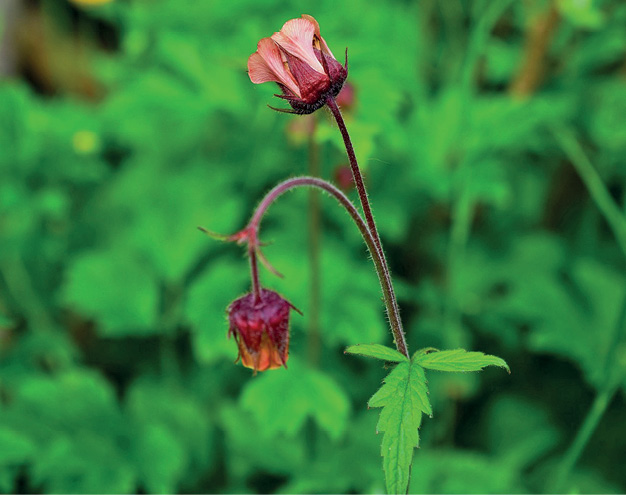 K2000 - Jak prowadzic ekoogród