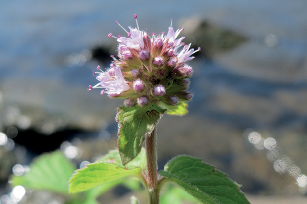 K2000 - Jak prowadzic ekoogród