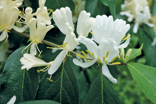 K2000 - Jak prowadzic ekoogród