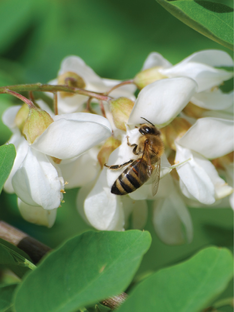 K2000 - Jak prowadzic ekoogród
