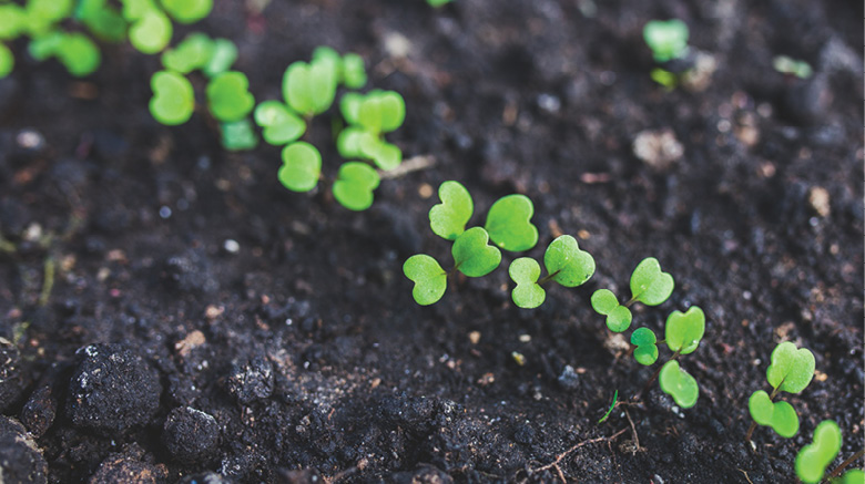 K2000 - Jak prowadzic ekoogród