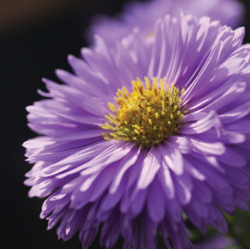 K2000 - Jak prowadzic ekoogród