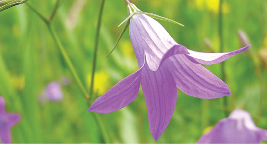 K2000 - Jak prowadzic ekoogród