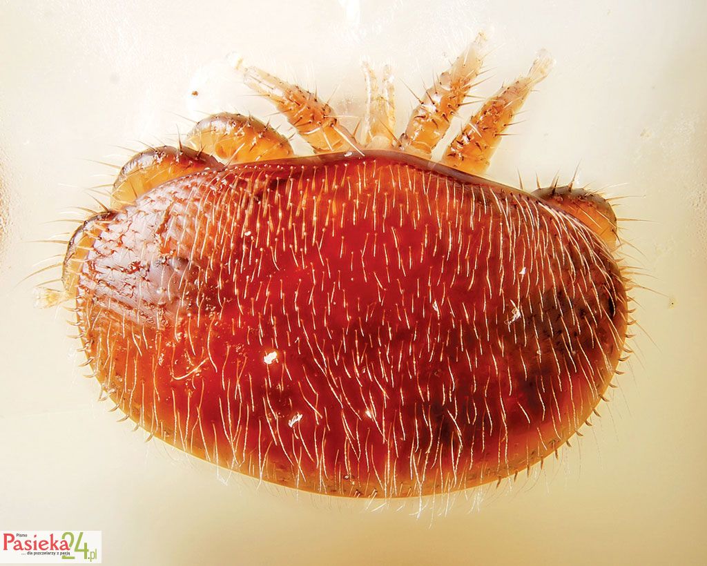 Varroa destructor