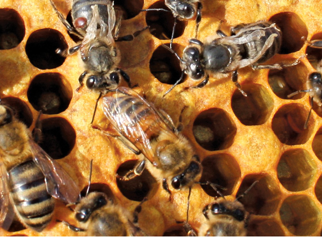 K231 Kompedium wiedzy o warrozie