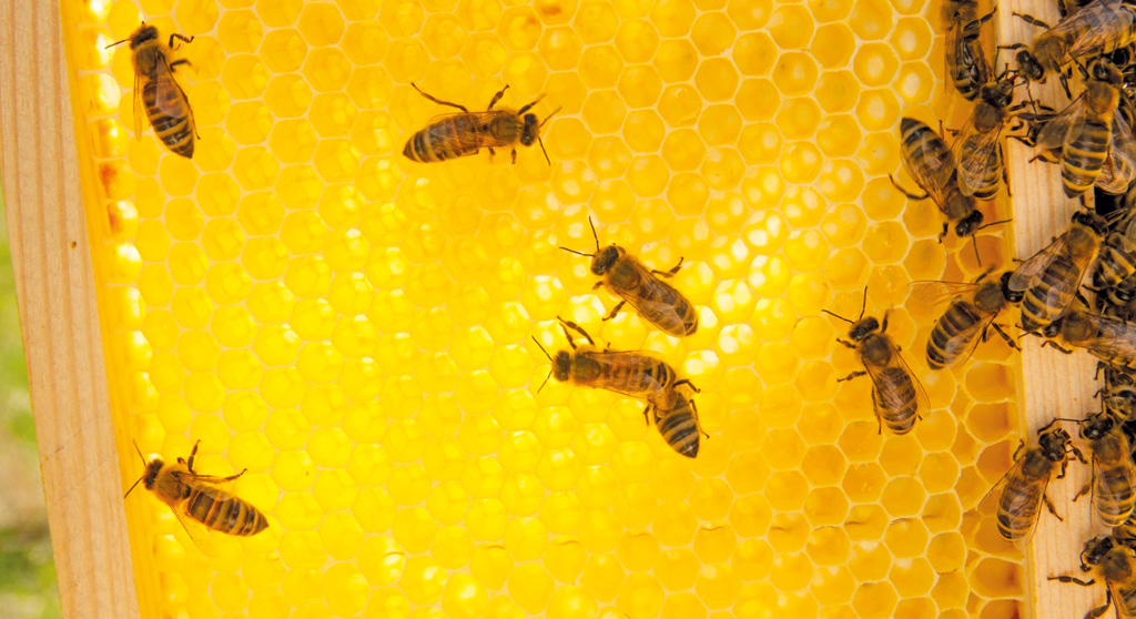 K231 Kompedium wiedzy o warrozie