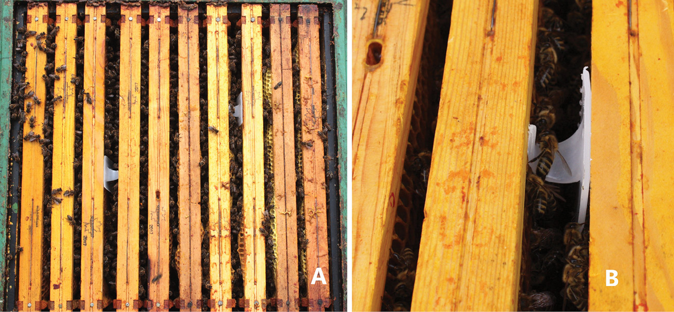 K231 Kompedium wiedzy o warrozie