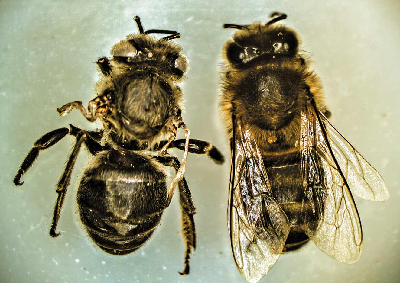 K231 Kompedium wiedzy o warrozie