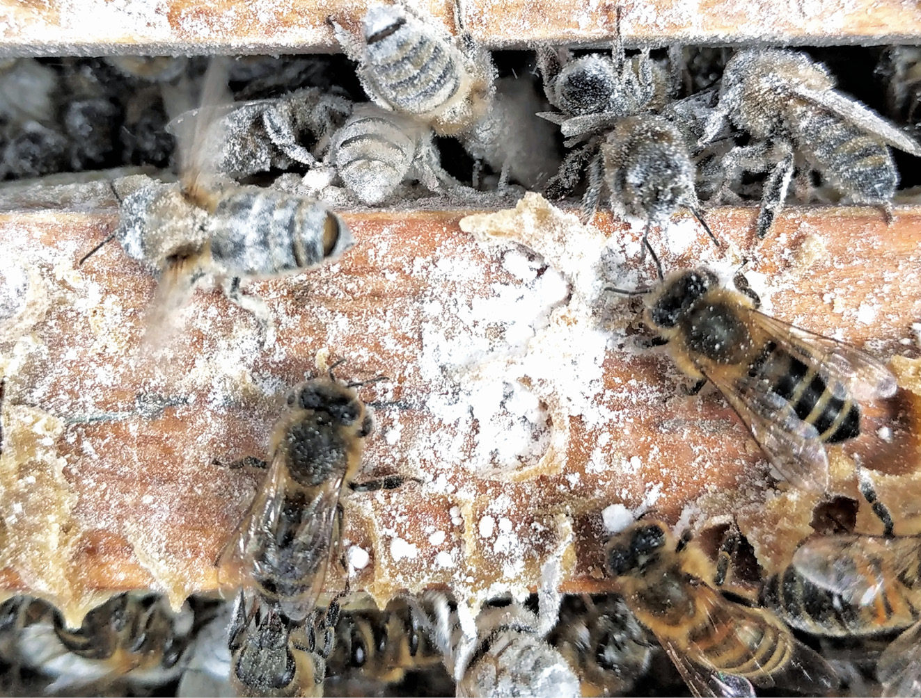 K231 Kompedium wiedzy o warrozie