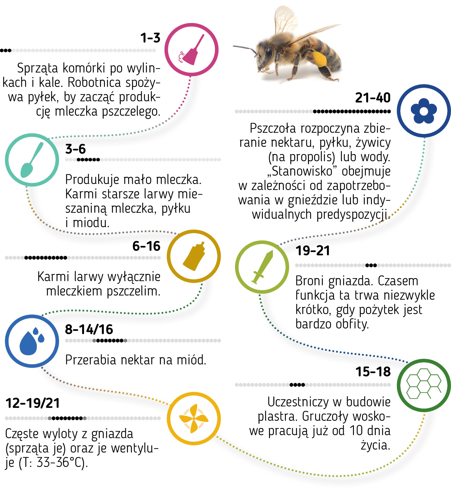 pasieka24.pl - Pszczelarskie fakty i mity