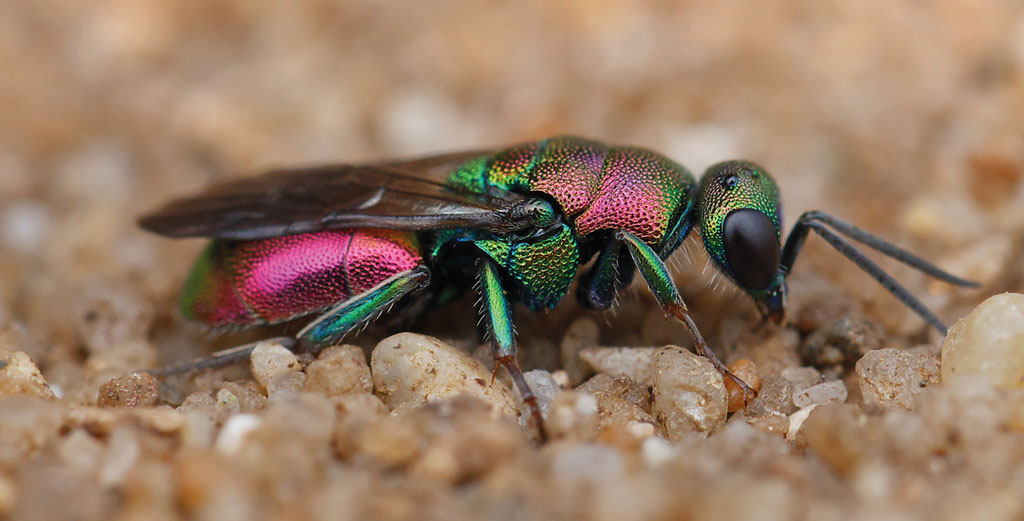 pasieka24.pl - Pszczelarskie fakty i mity