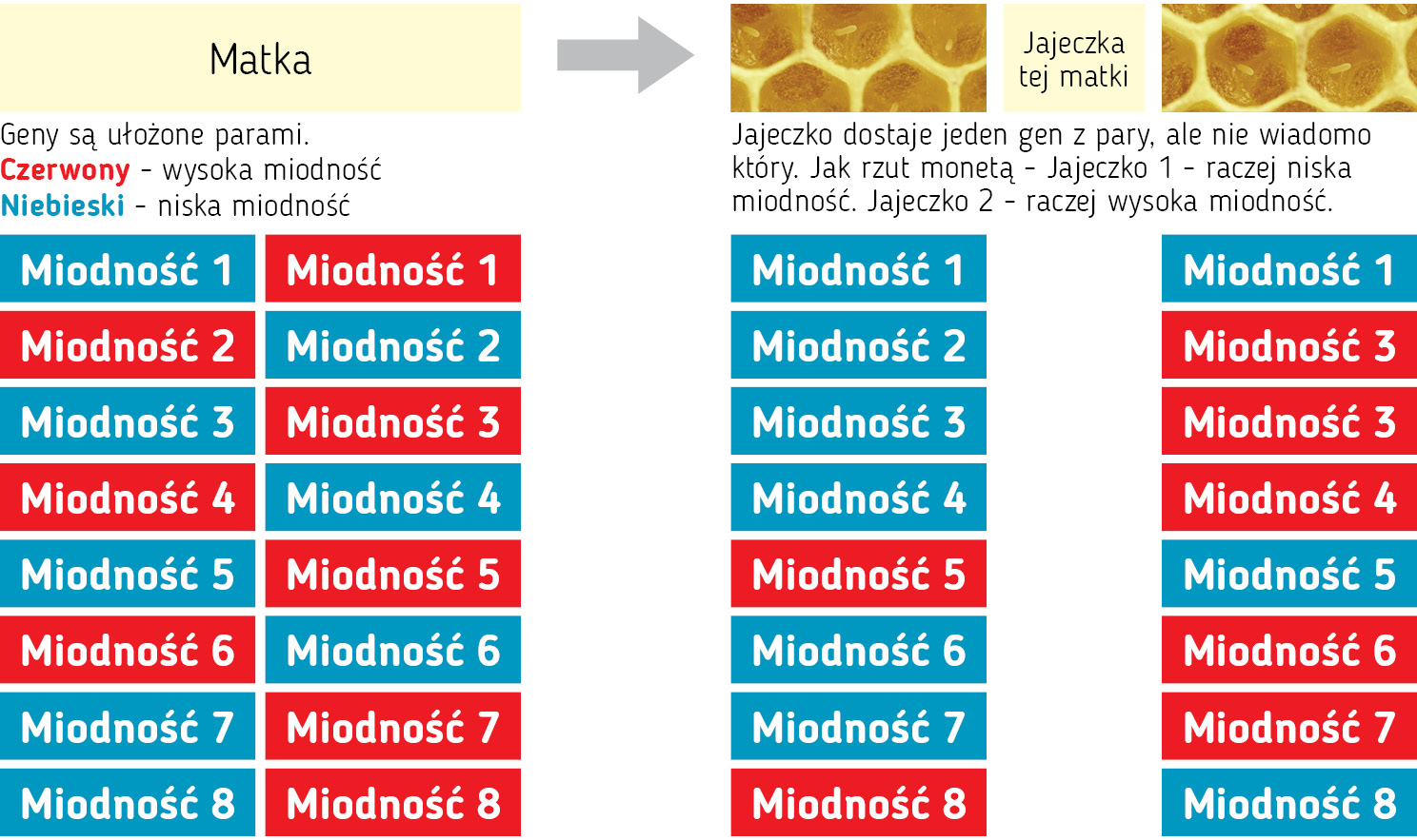 pasieka24.pl - Pszczelarskie fakty i mity