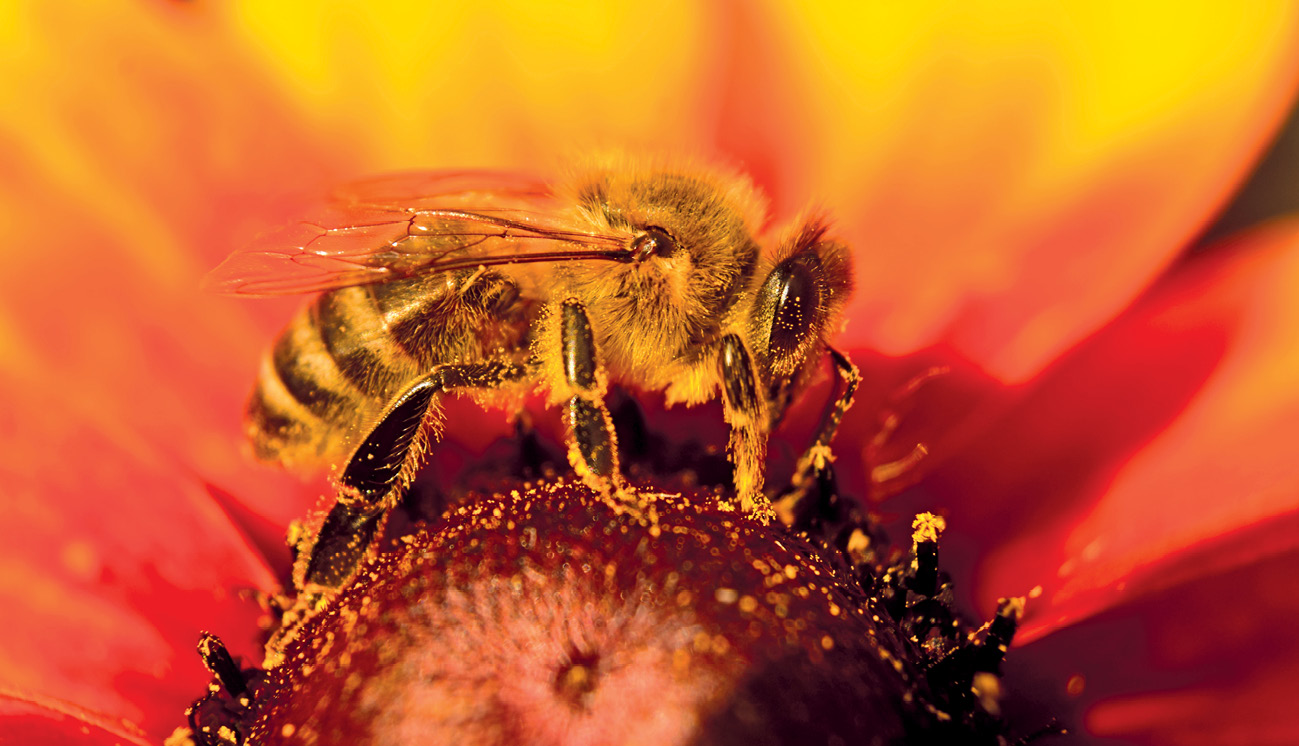 pasieka24.pl - Pszczelarskie fakty i mity