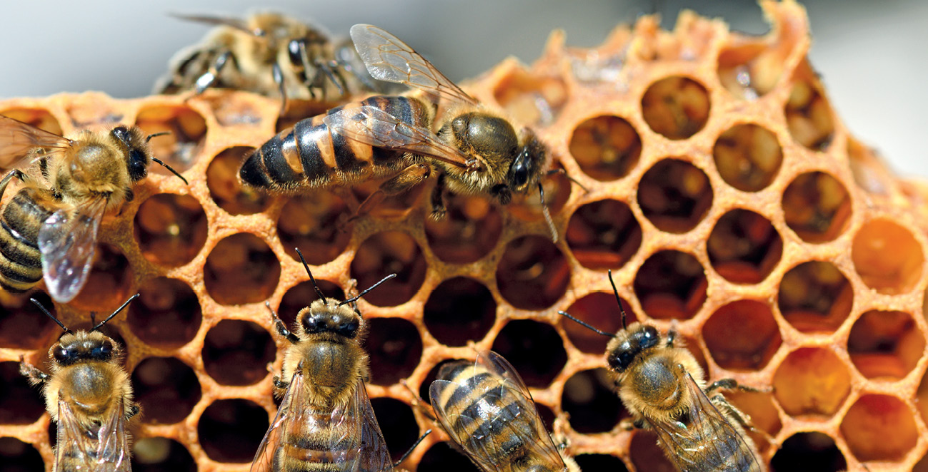 pasieka24.pl - Pszczelarskie fakty i mity