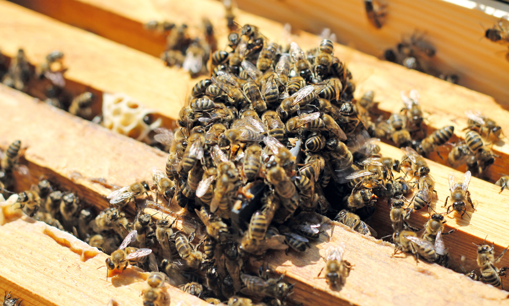 pasieka24.pl - Pszczelarskie fakty i mity