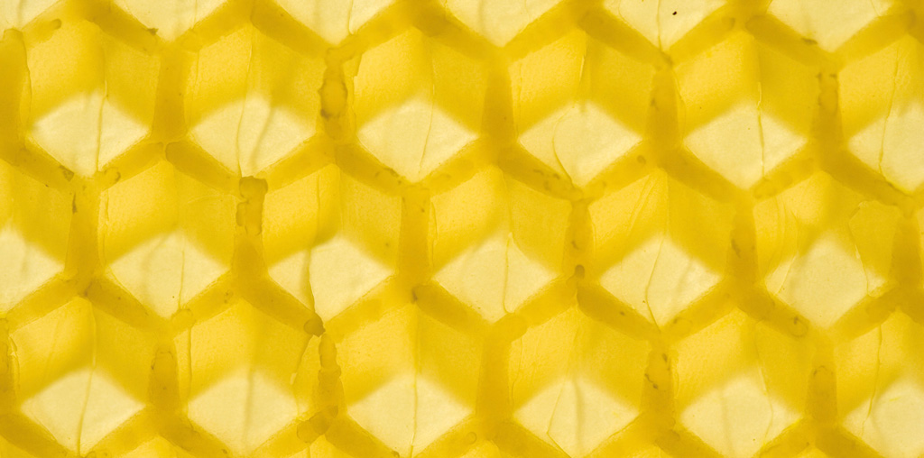 pasieka24.pl - Pszczelarskie fakty i mity