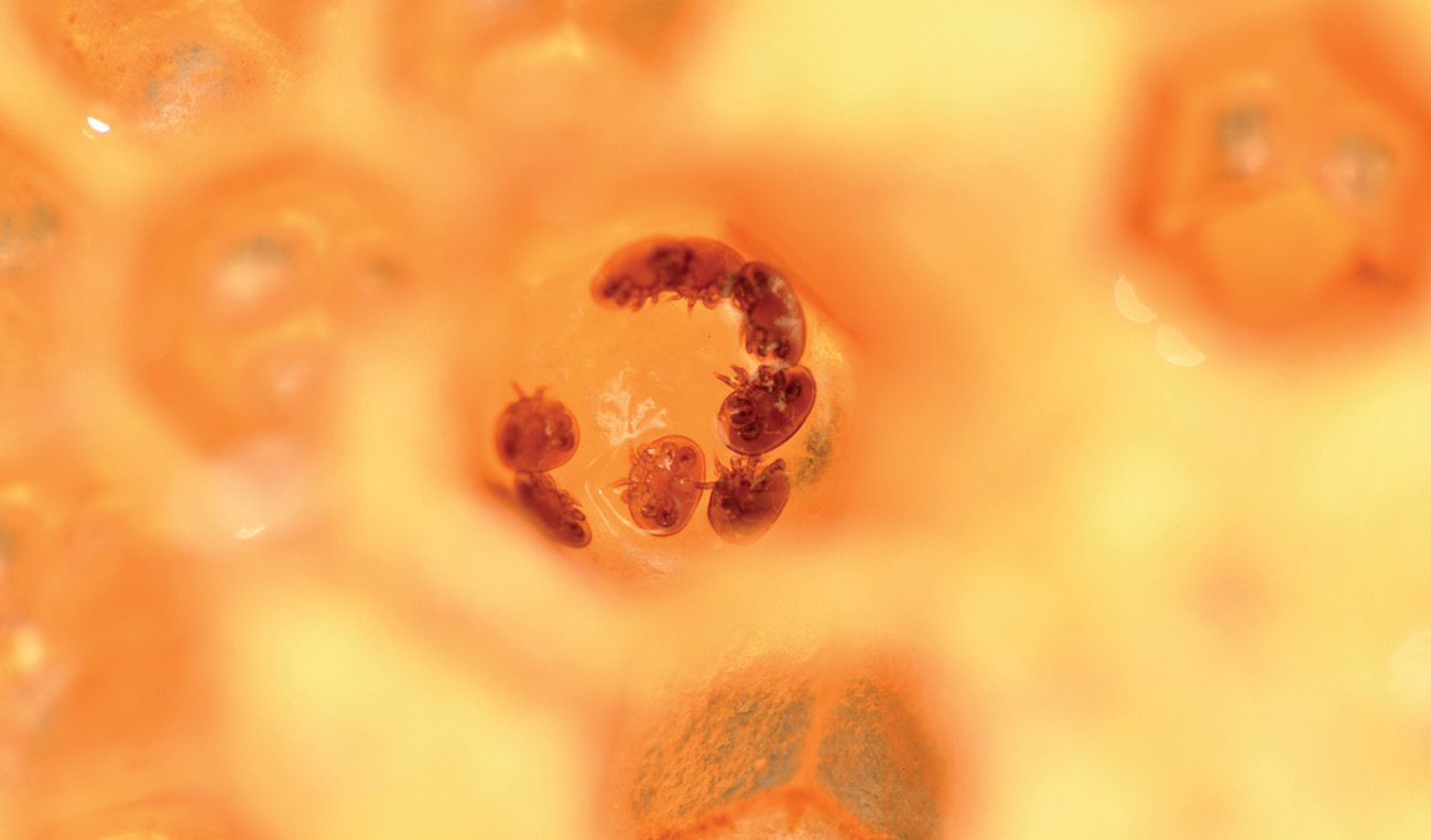 pasieka24.pl - Pszczelarskie fakty i mity