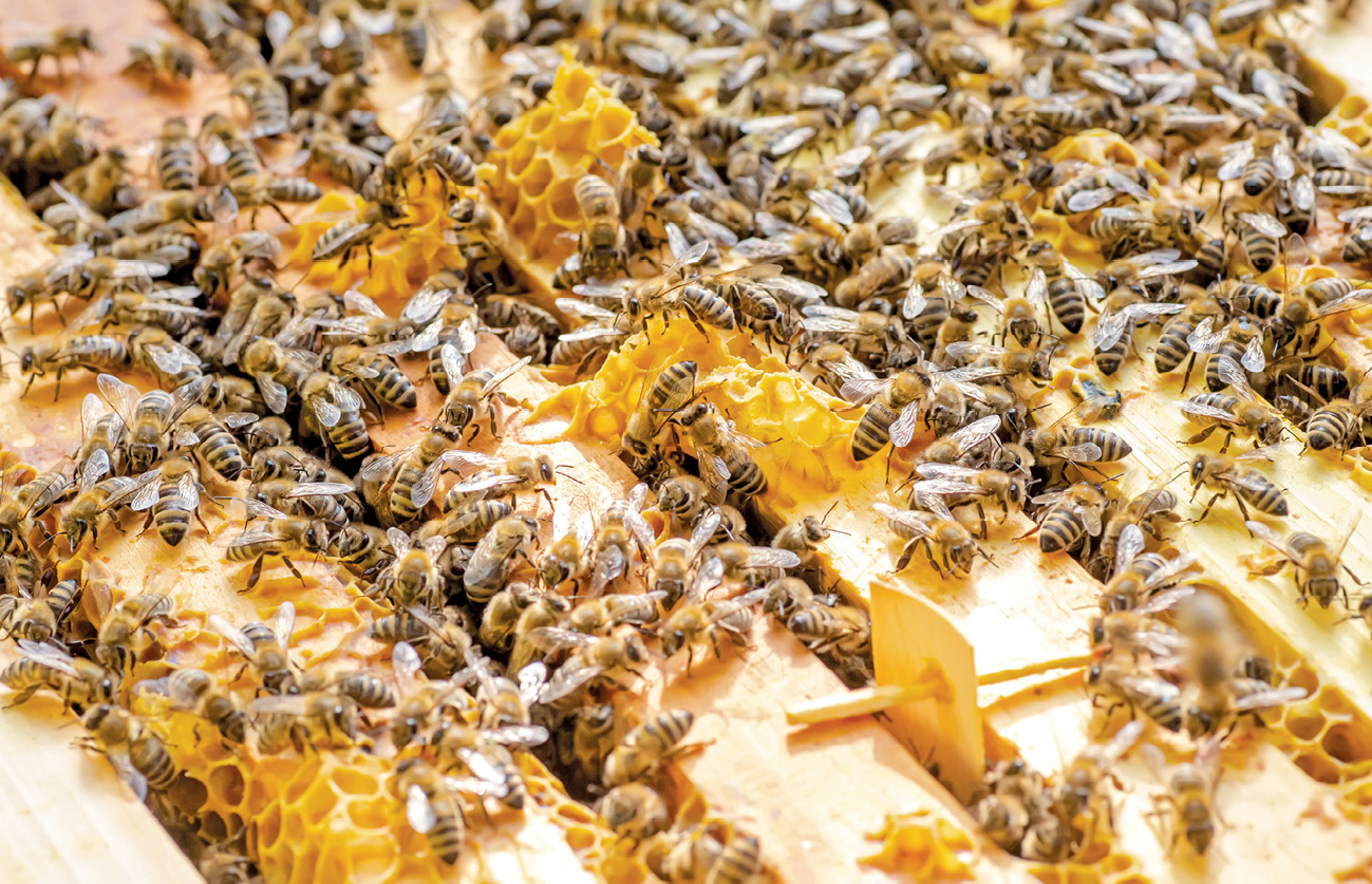 pasieka24.pl - Pszczelarskie fakty i mity